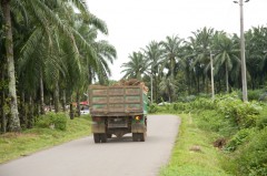 Transport der Palmölernte